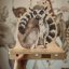Polička do detskej izby lemur