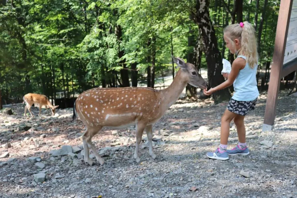 Dieťa kŕmi srnku v poľskom lesnom parku